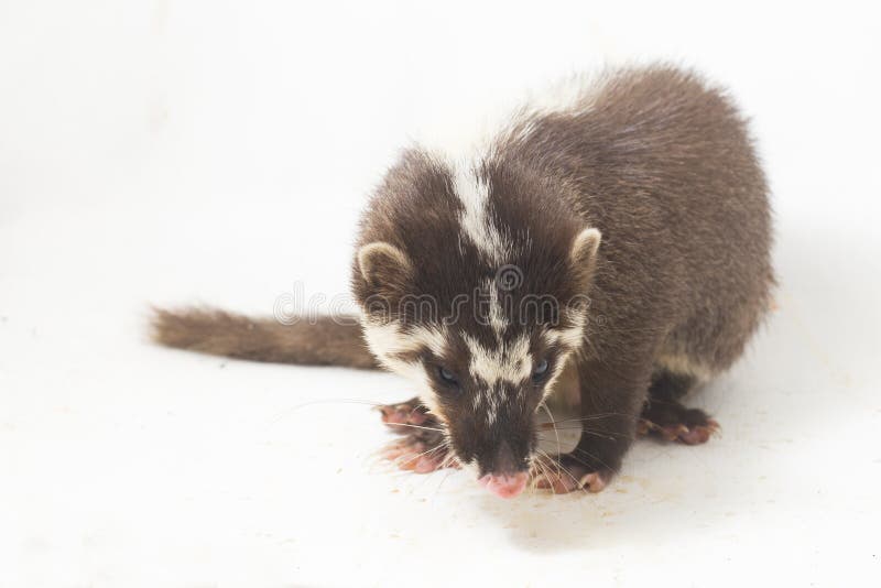 La melogale orientalis de Javan ferret-badger es una endémica mustelid de Java y Bali, Indonesia fotos de archivo libres de regalías