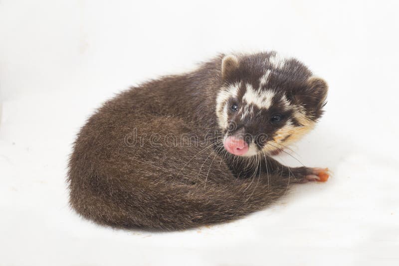 La melogale orientalis de Javan ferret-badger es una endémica mustelid de Java y Bali, Indonesia foto de archivo libre de regalías