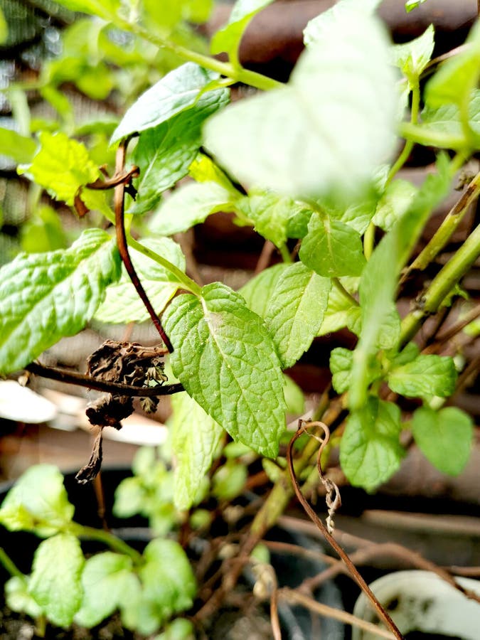 La menta deja vegetación imagenes de archivo La menta deja vegetación imagenes de archivo
