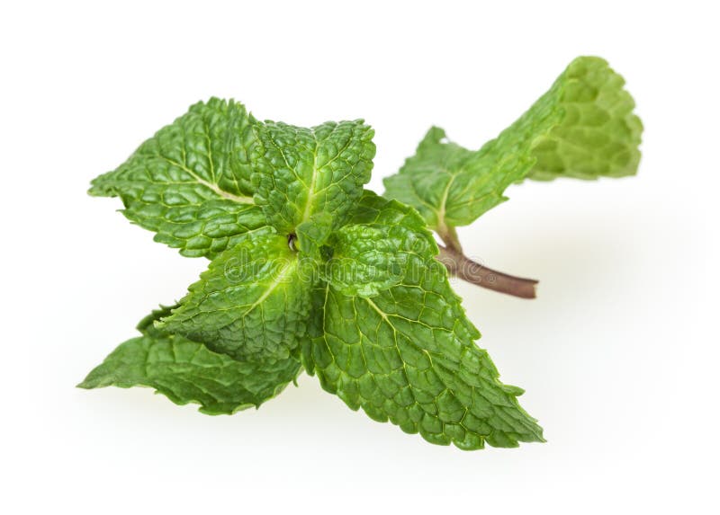 La menthe verte fraîche laisse d'isolement sur blanc photos stock La menthe verte fraîche laisse d'isolement sur blanc photos stock