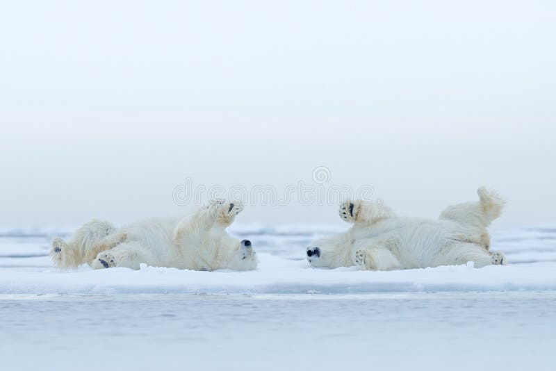 La menzogne dell'orso polare due si rilassa su ghiaccio galleggiante con neve, animali bianchi nell'habitat della natura, Canada fotografie stock La menzogne dell'orso polare due si rilassa su ghiaccio galleggiante con neve, animali bianchi nell'habitat della natura, Canada fotografie stock