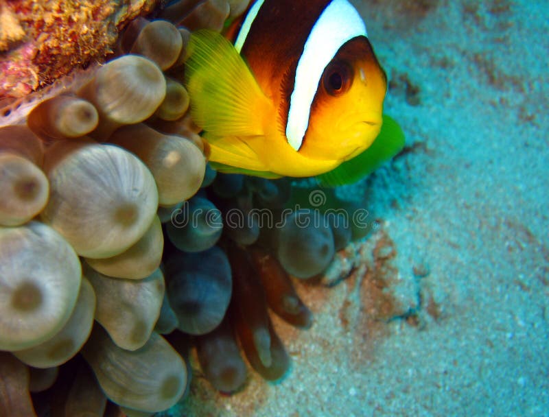 La Mer Rouge Anemonefish image stock. Image du animaux 22903195
