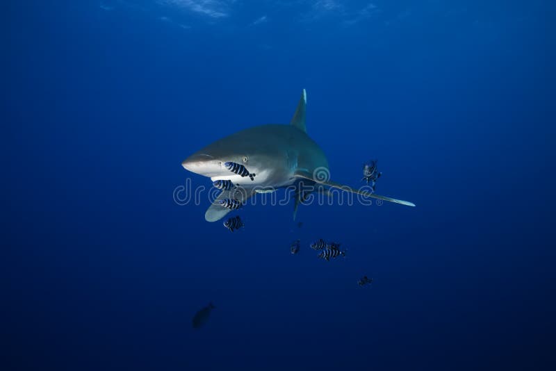 La Mer Rouge De Grand Requin Dangereux Photo stock Image du grand, déménager 81074732
