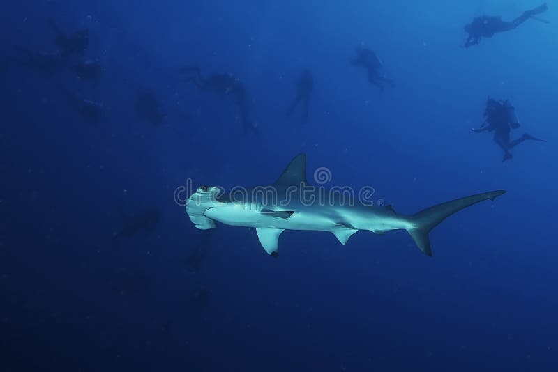 La Mer Rouge De Grand Requin Dangereux Image stock Image du corail, déménager 81074775