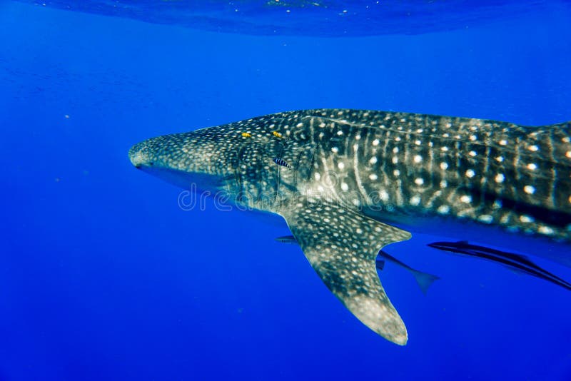 La Mer Rouge De Requin De Baleine Photo stock Image du créature, tortue 111819986