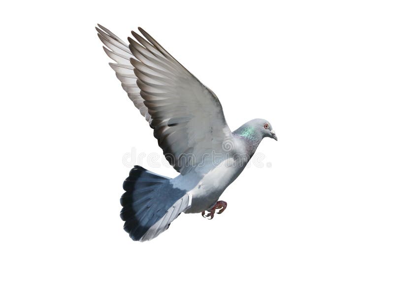 La metà di aria volante dell'uccello del piccione ha isolato il fondo bianco