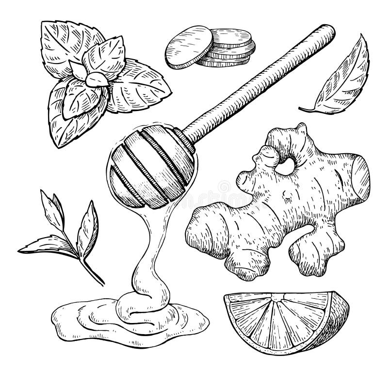 La miel, el jengibre, el limón y la menta vector el dibujo Tarro, cuchara de madera