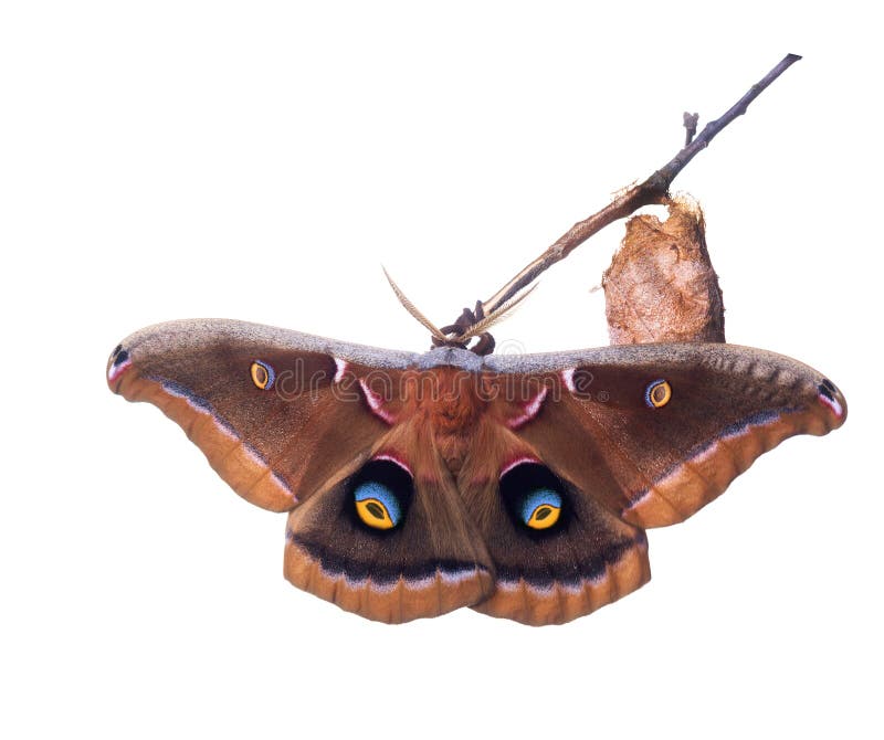 The yphemus moth, Antheraea yphemus Cramer, is one of our largest and most beautiful silk moths. Butterfly next to cocoon. Isolated on white background. The yphemus moth, Antheraea yphemus Cramer, is one of our largest and most beautiful silk moths. Butterfly next to cocoon. Isolated on white background