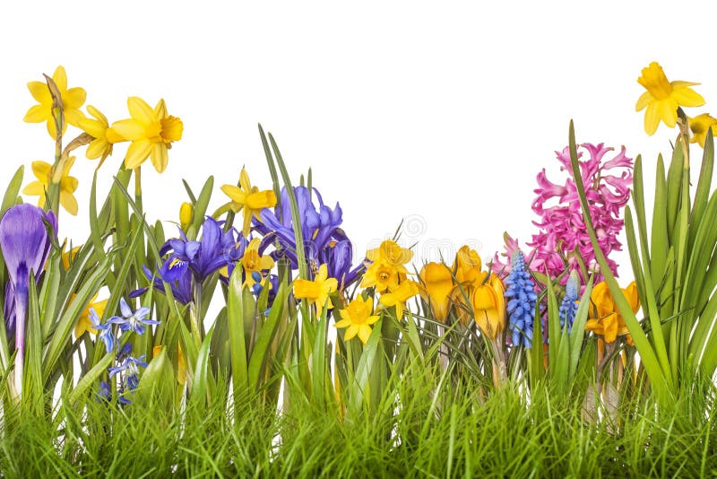Fiori della molla fotografia stock libera da diritti