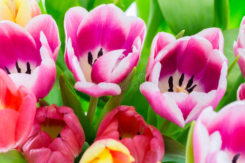 La molla variopinta dei tulipani fiorisce giallo e verde rosa-rosso fotografie stock libere da diritti La molla variopinta dei tulipani fiorisce giallo e verde rosa-rosso fotografie stock libere da diritti