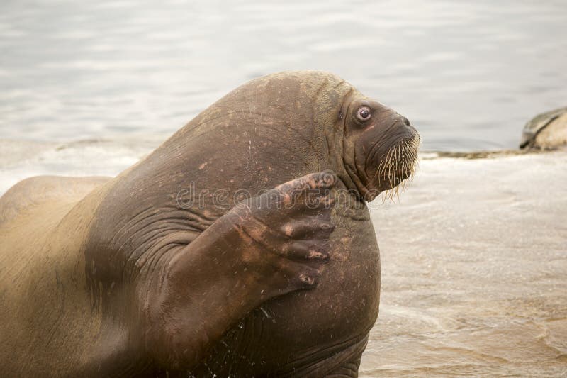 Walrus photgraphed in Dolfinarium in holland Walrus, waving, wave, swim, on land, Harderwijk, holland, Netherlands, fisheating. Walrus photgraphed in Dolfinarium in holland. Walrus photgraphed in Dolfinarium in holland Walrus, waving, wave, swim, on land, Harderwijk, holland, Netherlands, fisheating. Walrus photgraphed in Dolfinarium in holland