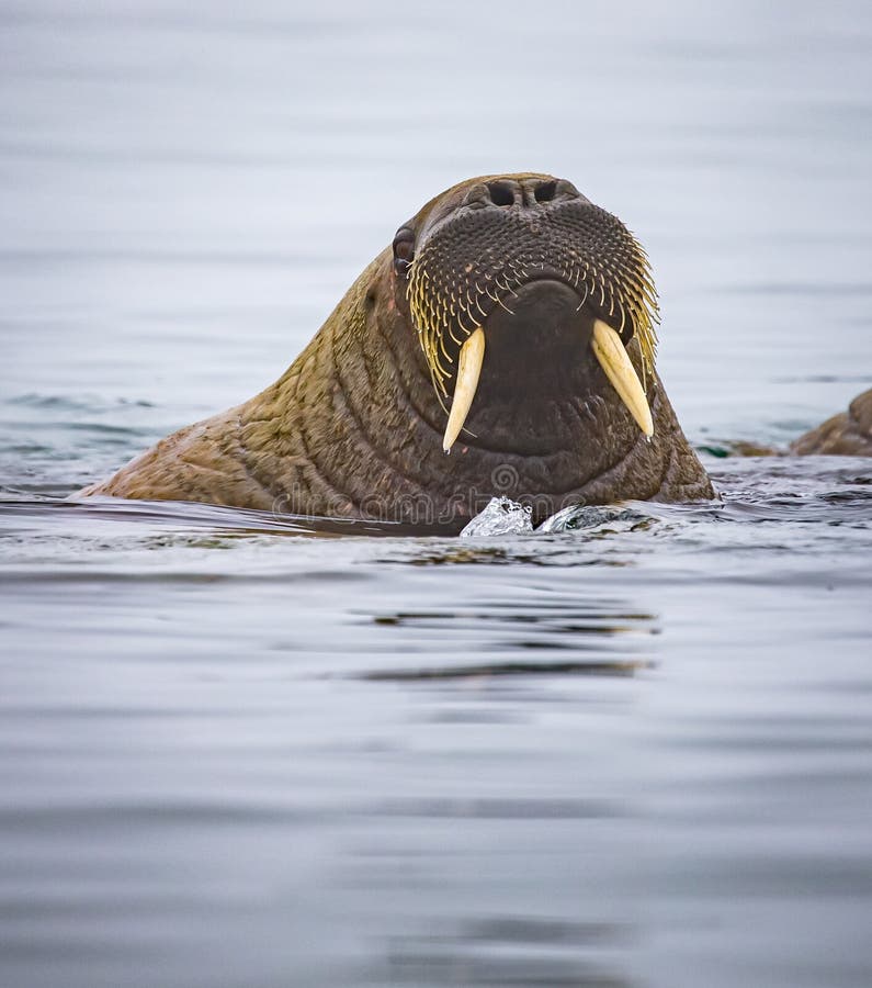 La Morsa Femenina Mira La Cámara Foto de archivo - Imagen de archipiélago,  miradas: 183546560