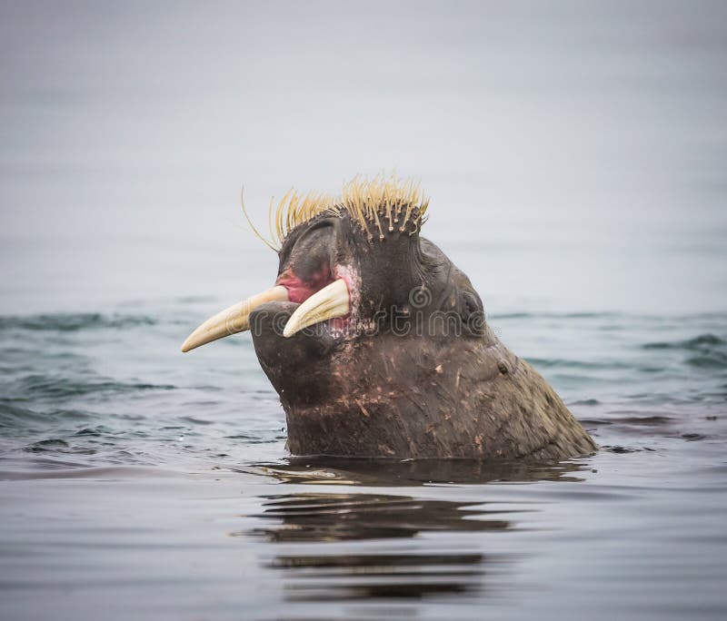 La Morsa Femenina Mira La Cámara Foto de archivo - Imagen de archipiélago,  miradas: 183546560