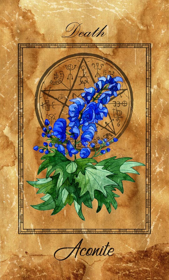 Death. Major Arcana tarot card with Aconite and magic seal.  Full vintage deck Enchanted Flowers. Hand drawn illustration with botanical symbols. Gothic, occult and esoteric background. Death. Major Arcana tarot card with Aconite and magic seal.  Full vintage deck Enchanted Flowers. Hand drawn illustration with botanical symbols. Gothic, occult and esoteric background