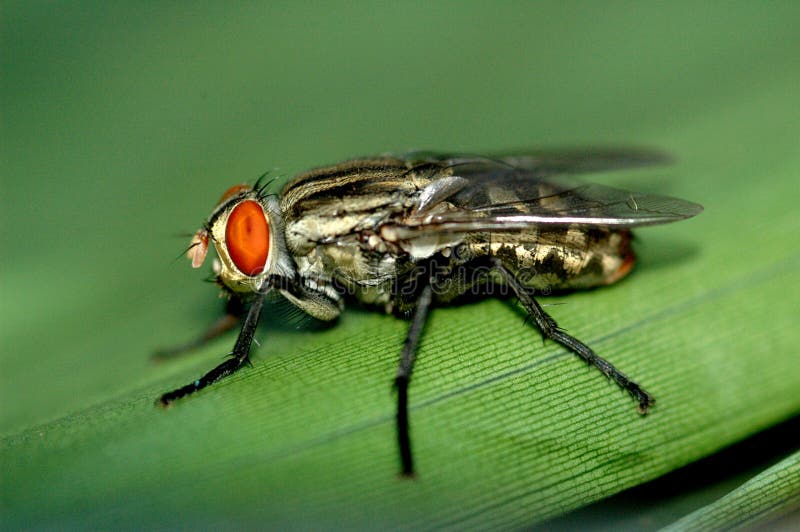 Extreme macro of a common house green fly on leaf. Extreme macro of a common house green fly on leaf