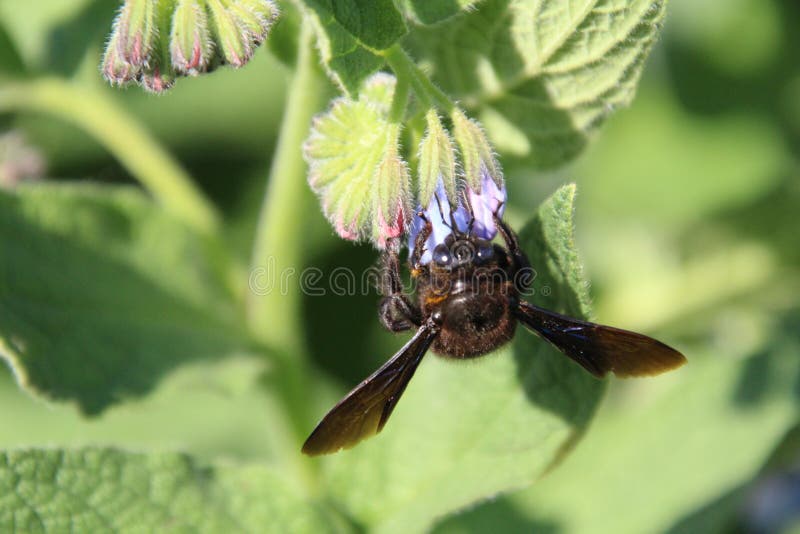 La mouche était sur la fleur de jardin photo stock La mouche était sur la fleur de jardin photo stock