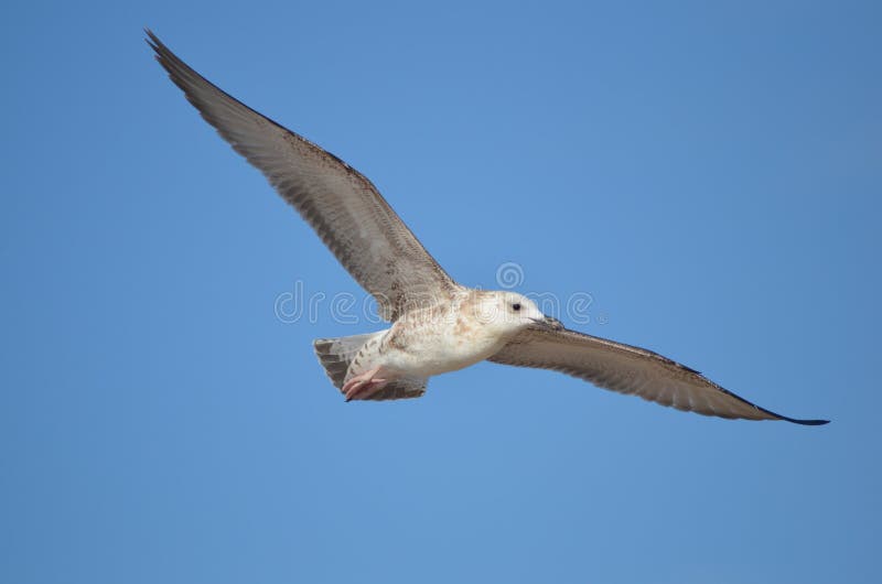 La mouette vole dans le ciel photo stock La mouette vole dans le ciel photo stock