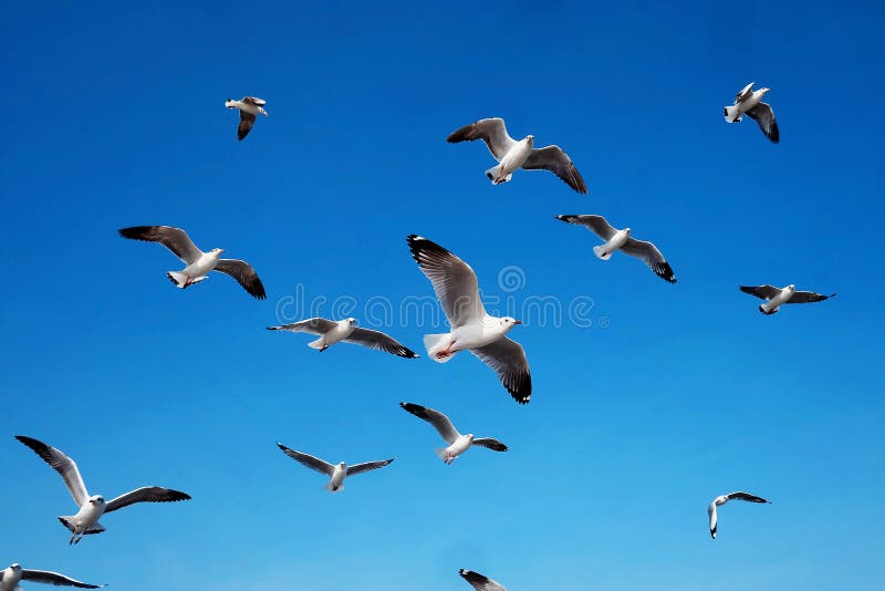 La mouette vole dans le ciel avec la lumière de jour photo stock La mouette vole dans le ciel avec la lumière de jour photo stock