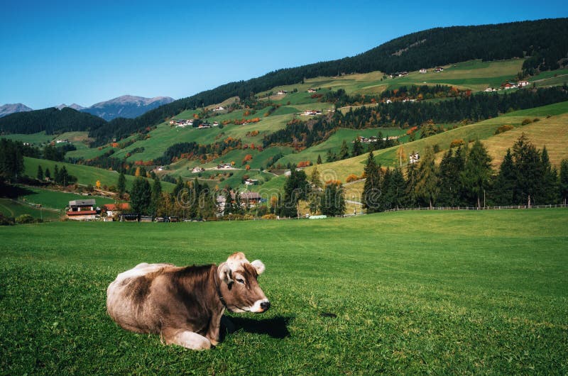 La mucca alpina si rilassa sul prato verde, Italia immagine stock La mucca alpina si rilassa sul prato verde, Italia immagine stock