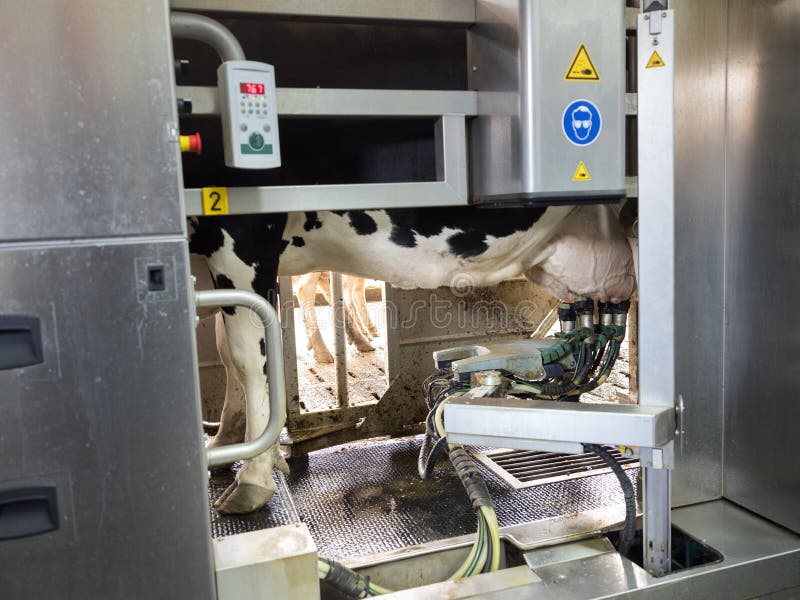 La mucca in bianco e nero sta nella mungitura del robot sull'azienda lattiera olandese in Olanda fotografia stock La mucca in bianco e nero sta nella mungitura del robot sull'azienda lattiera olandese in Olanda fotografia stock
