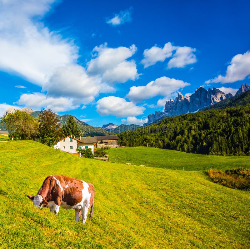 La mucca pasce sul pendio verde della montagna immagini stock La mucca pasce sul pendio verde della montagna immagini stock