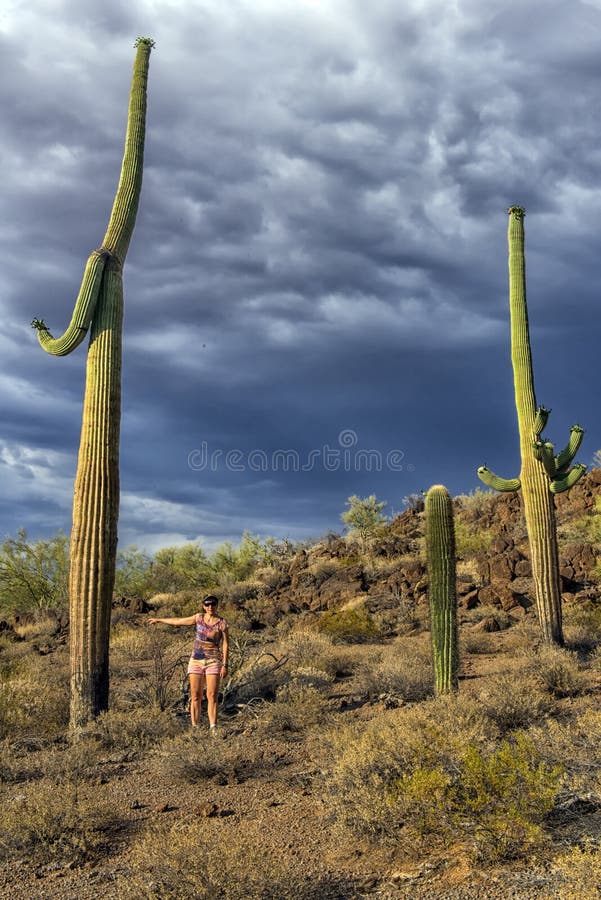 La muchacha mira el cactus enorme - gigante de Carnegie foto de archivo La muchacha mira el cactus enorme - gigante de Carnegie foto de archivo
