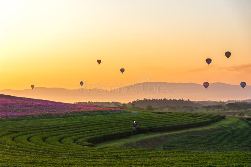 Traveler asian woman relax and freedom in beautiful Tea Plantation near blooming cosmos flower garden and see hot air balloon on the mountain in the sunrise morning. Travel and Lifestyle Concept. Traveler asian woman relax and freedom in beautiful Tea Plantation near blooming cosmos flower garden and see hot air balloon on the mountain in the sunrise morning. Travel and Lifestyle Concept.