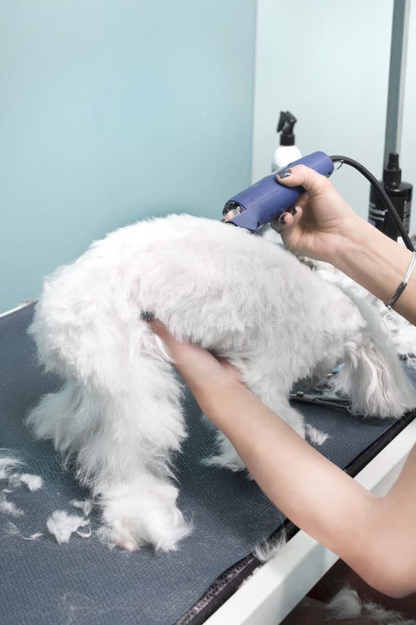 La mujer corta un perro maltés con podadoras eléctricas en un salón de belleza animal imagen de archivo La mujer corta un perro maltés con podadoras eléctricas en un salón de belleza animal imagen de archivo