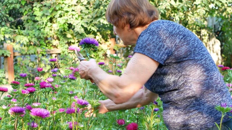 La mujer del florista es asteres violetas y rosados de la poda en jardín