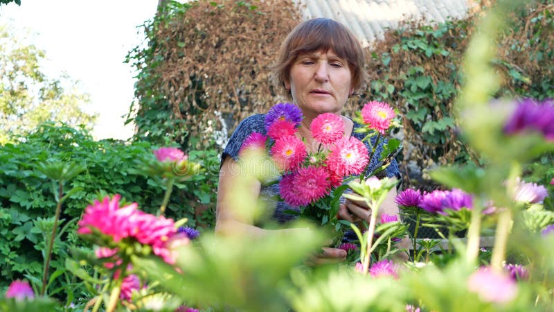 La mujer del florista es asteres violetas y rosados de la poda en jardín