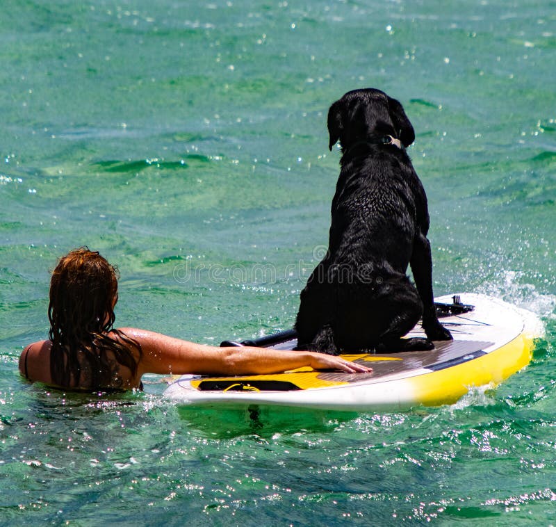 La mujer enseña su perro a cómo practicar surf en el océano imágenes de archivo libres de regalías