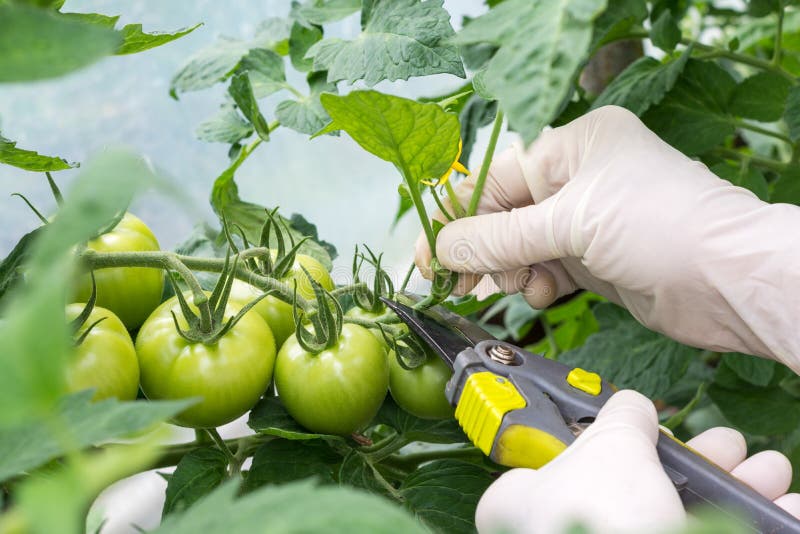 La mujer es ramas de la planta de tomate de la poda en el invernadero imagen de archivo La mujer es ramas de la planta de tomate de la poda en el invernadero imagen de archivo
