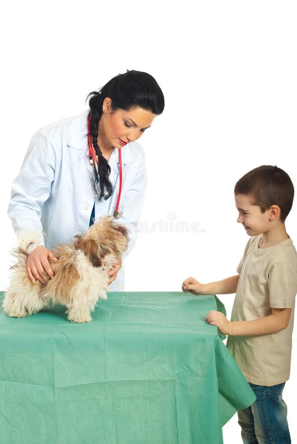 La mujer veterinaria examina el perrito foto de archivo libre de regalías La mujer veterinaria examina el perrito foto de archivo libre de regalías