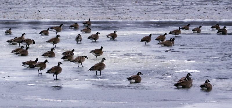 La multitud de gansos en un lago congelado fotos de archivo