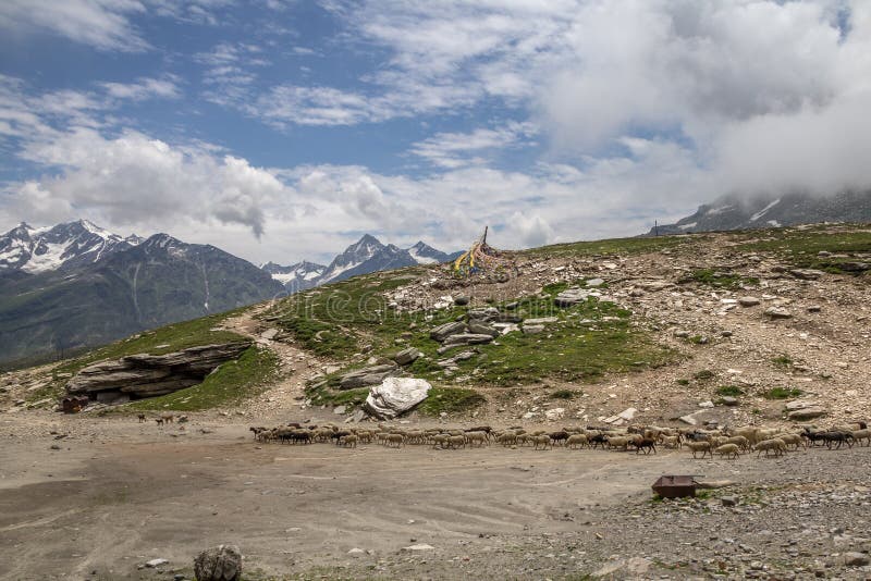 La multitud de ovejas y las cabras Rohtang cruzado pasan, la India fotografía de archivo libre de regalías La multitud de ovejas y las cabras Rohtang cruzado pasan, la India fotografía de archivo libre de regalías