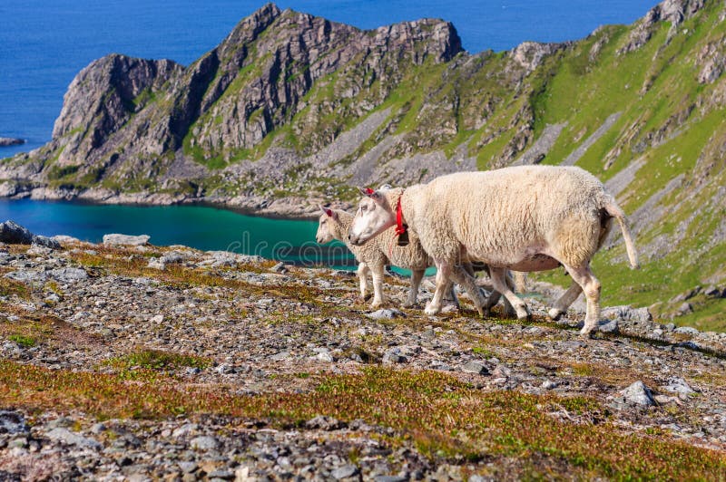 La multitud de ovejas y los corderos en montañas acercan al mar Noruega, Europa fotografía de archivo libre de regalías La multitud de ovejas y los corderos en montañas acercan al mar Noruega, Europa fotografía de archivo libre de regalías