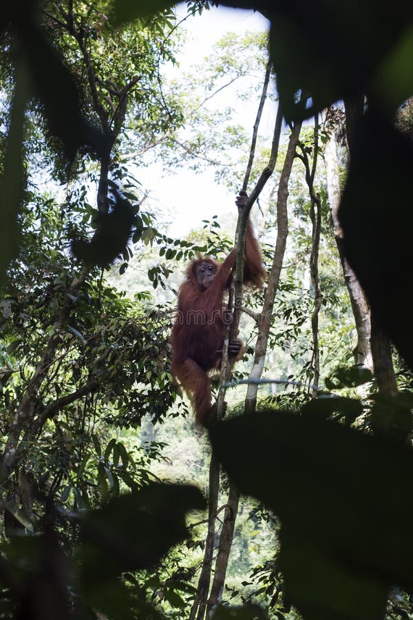 La mère sauvage d'orang-outan et son bébé sont vus dans les arbres de la terre dans la jungle photo stock La mère sauvage d'orang-outan et son bébé sont vus dans les arbres de la terre dans la jungle photo stock