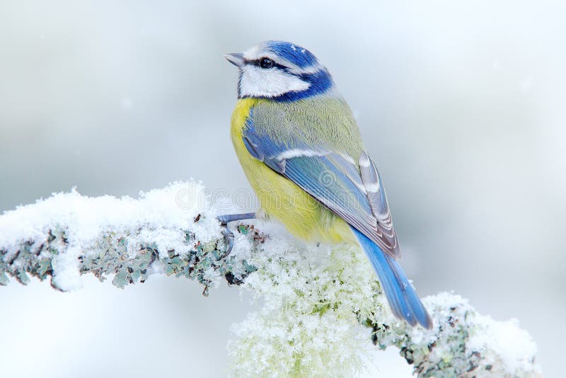 La mésange bleue d'oiseau dans la forêt, les flocons de neige et le lichen gentil s'embranchent Scène de faune de nature Portrait