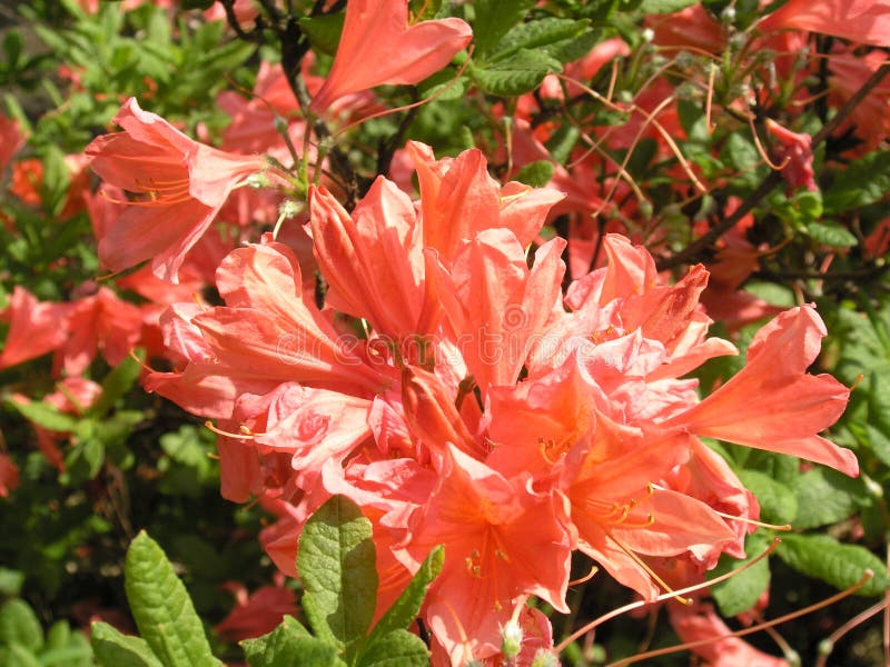 La Naranja De La Primavera Florece La Azalea De Mollis Foto de archivo -  Imagen de arbusto, azalea: 114308562