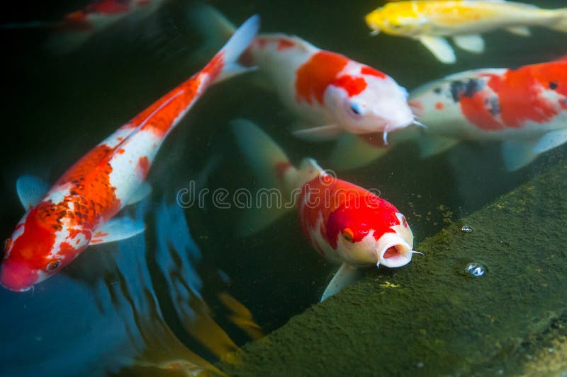 La natation colorée de poissons de Koi et la nourriture de attente de bouche ouverte dans un étang peuvent être utilisation au fo photographie stock libre de droits La natation colorée de poissons de Koi et la nourriture de attente de bouche ouverte dans un étang peuvent être utilisation au fo photographie stock libre de droits