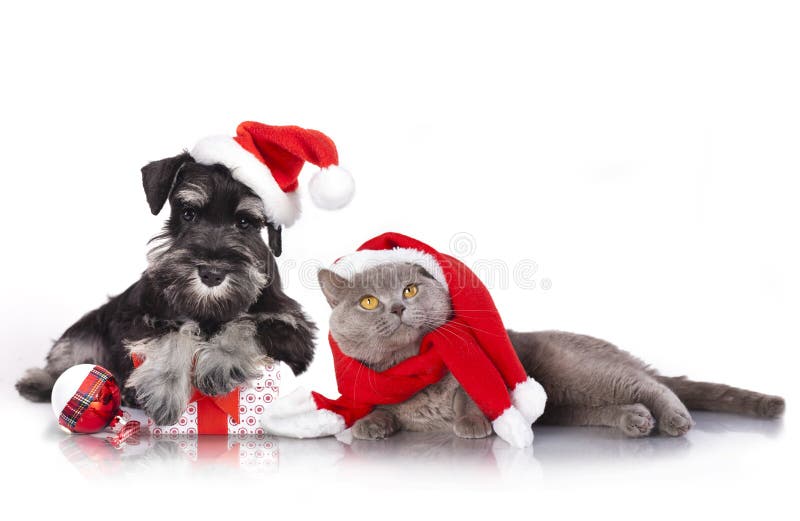La Navidad del perro y del gato fotografía de archivo libre de regalías La Navidad del perro y del gato fotografía de archivo libre de regalías