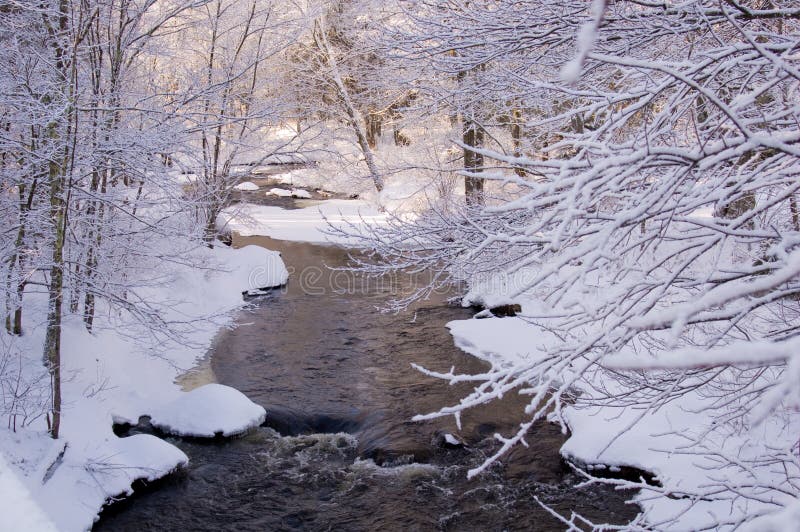 La neige a couvert la crique dans la forêt de pin photos libres de droits La neige a couvert la crique dans la forêt de pin photos libres de droits