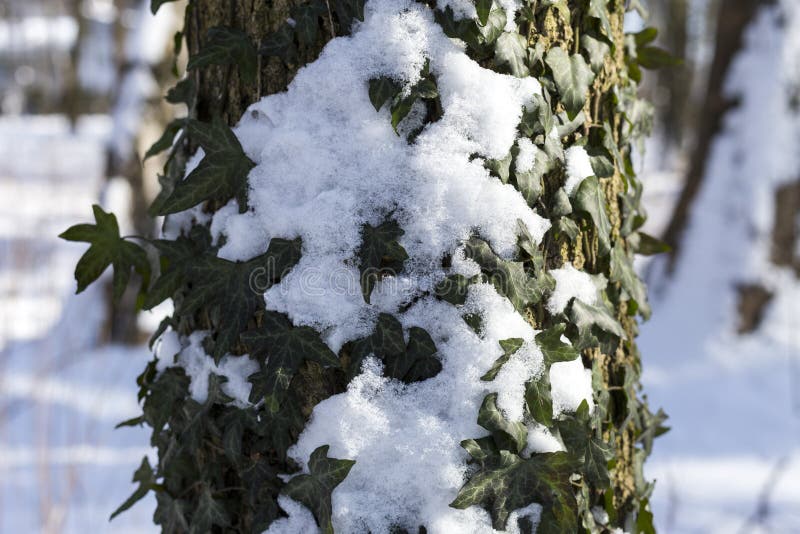 La neige en parc est un jour d'hiver heureux ensoleillé lumineux Lierre avec la neige sur une écorce d'arbre image libre de droits La neige en parc est un jour d'hiver heureux ensoleillé lumineux Lierre avec la neige sur une écorce d'arbre image libre de droits
