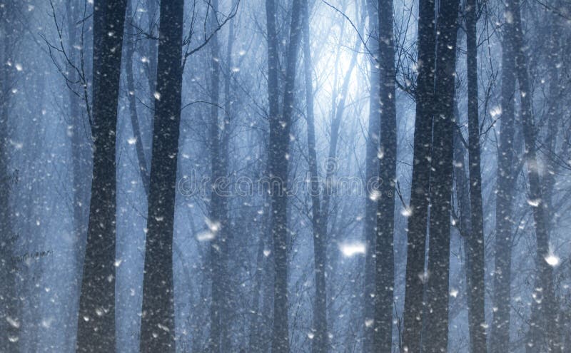 La neve cade nella foresta selvaggia mistica immagine stock libera da diritti La neve cade nella foresta selvaggia mistica immagine stock libera da diritti