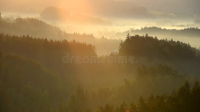 La niebla del otoño flota sobre el paisaje entre los árboles