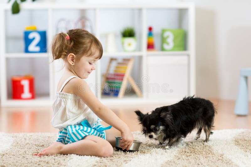 La niña alimenta el perro de la chihuahua en sitio de niños Amistad del animal doméstico de los niños foto de archivo La niña alimenta el perro de la chihuahua en sitio de niños Amistad del animal doméstico de los niños foto de archivo