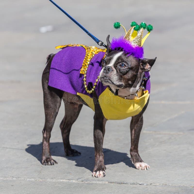 La Nouvelle-Orléans, LA/USA - vers en février 2016 : Le chien mignon s'est habillé dans le costume pour Mardi Gras à la Nouvelle- photographie stock La Nouvelle-Orléans, LA/USA - vers en février 2016 : Le chien mignon s'est habillé dans le costume pour Mardi Gras à la Nouvelle- photographie stock