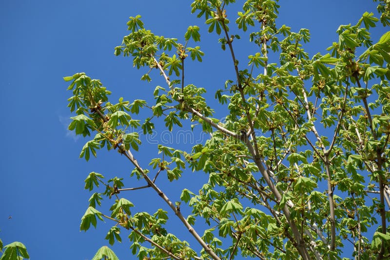 La nueva castaña deja la floración después de invierno contra un cielo azul imágenes de archivo libres de regalías La nueva castaña deja la floración después de invierno contra un cielo azul imágenes de archivo libres de regalías