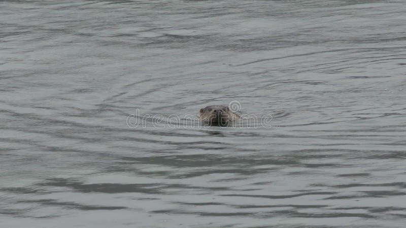 LA NUTRIA COME EL TIRO CERCANO 100 IPS HD DE ESCOCIA DE LA ZAMBULLIDA almacen de video