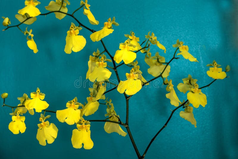 La Orquídea Oncidium Amarilla También Se Llama Bailarina De Orquídeas Foto  de archivo - Imagen de fondo, belleza: 195127908